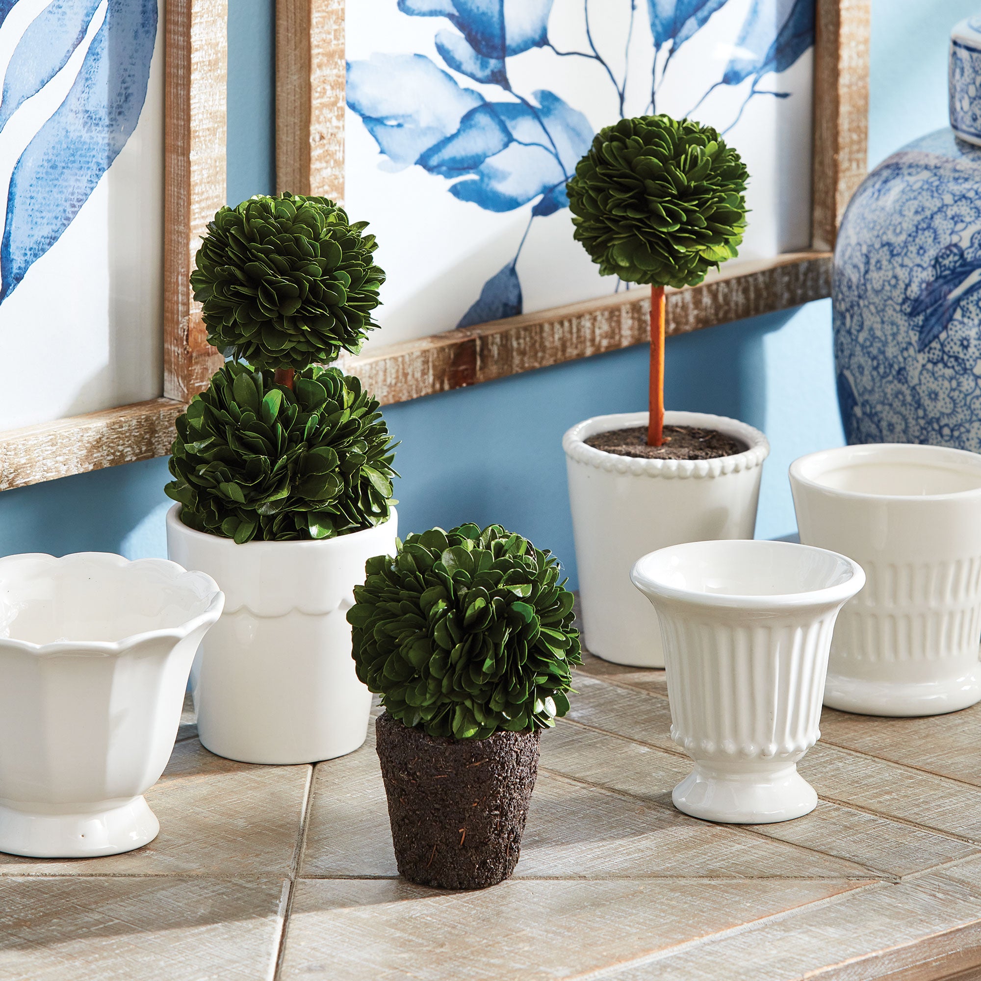 topiary planter pots Boxwood Mini Topiary Drop-Ins, Set of 3