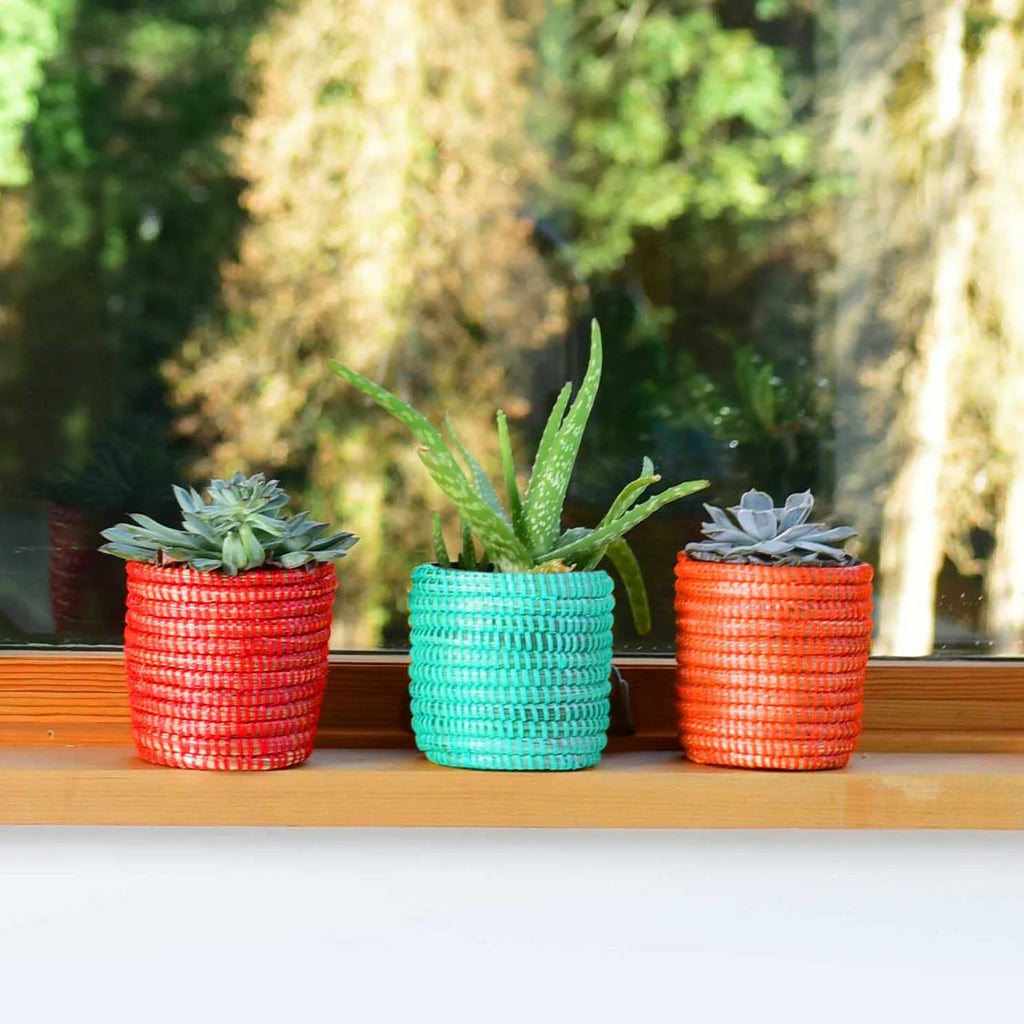 Succulent Basket Planter