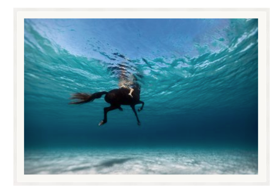 Swimming With A Horse By Enric Gener On Rag Paper