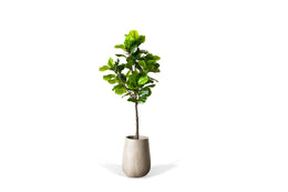 Artificial Fiddle Leaf Tree (67")