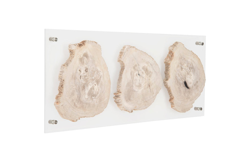 Floating Petrified Triple Slice Wall Art