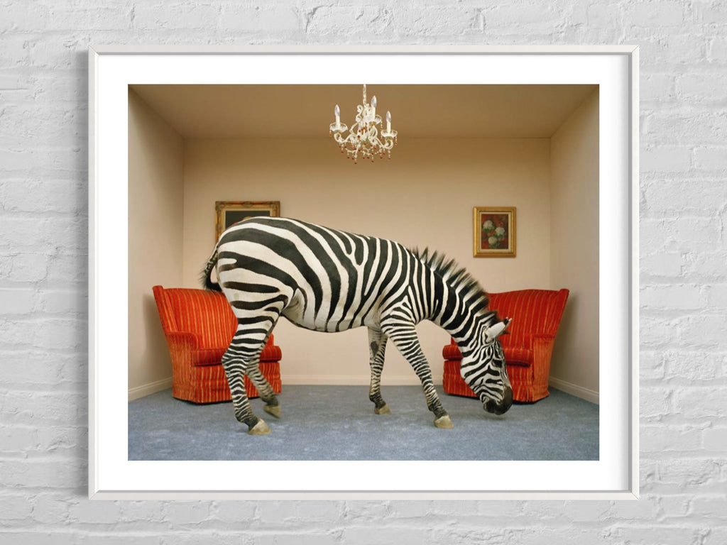 Zebra In Living Room Smelling Rug By Matthias Clamer Via Getty Images Gallery Print