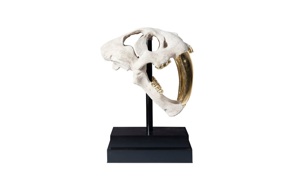 Saber Tooth Tiger Skull, Roman Stone