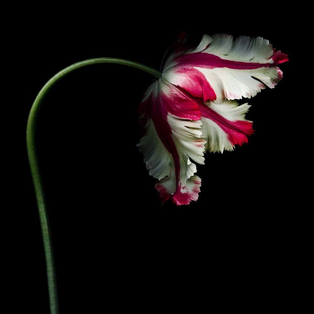 A White And Red Parrot Tulip Against A Black Background By Ogphoto Via Getty Images Gallery Print